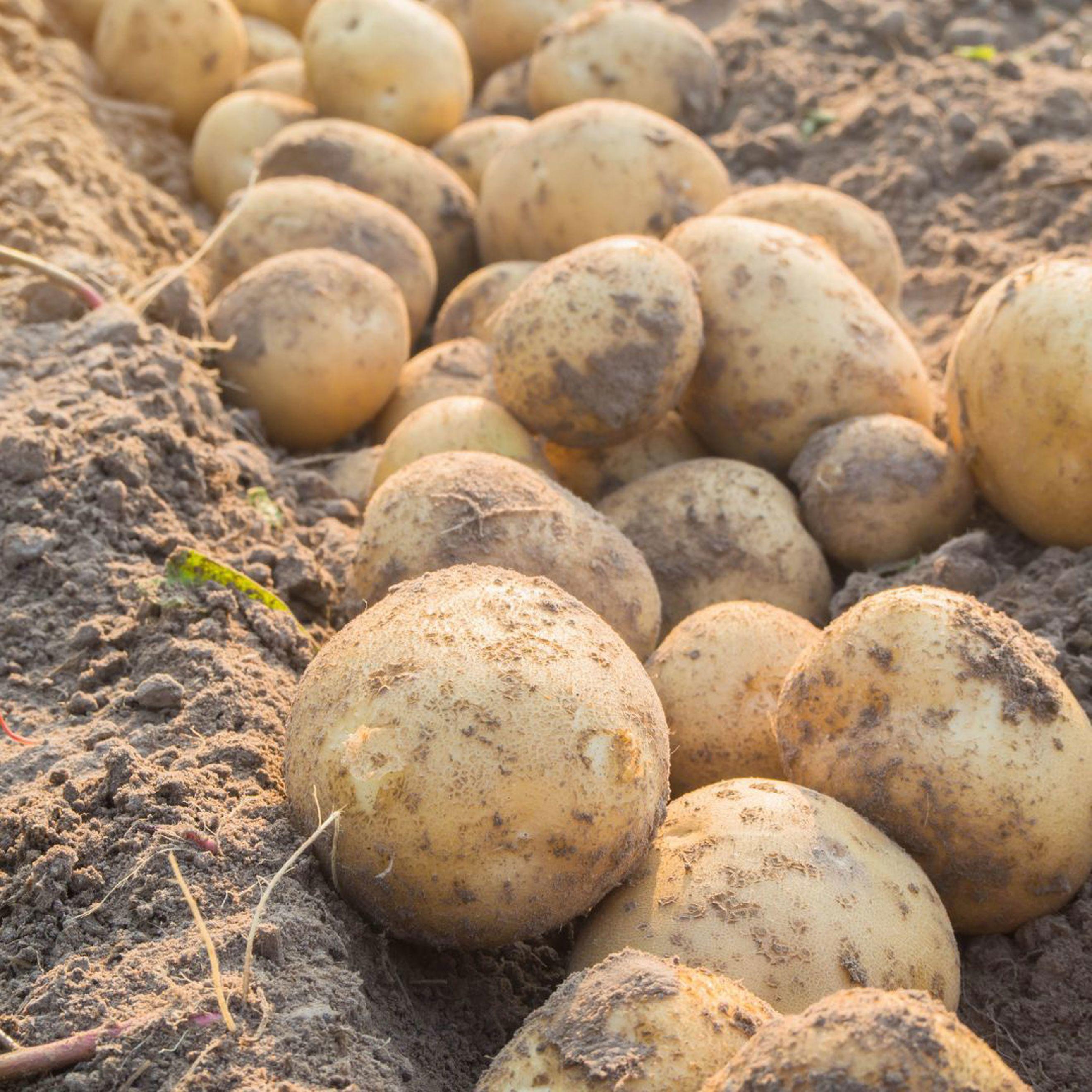 Organic White Potatoes