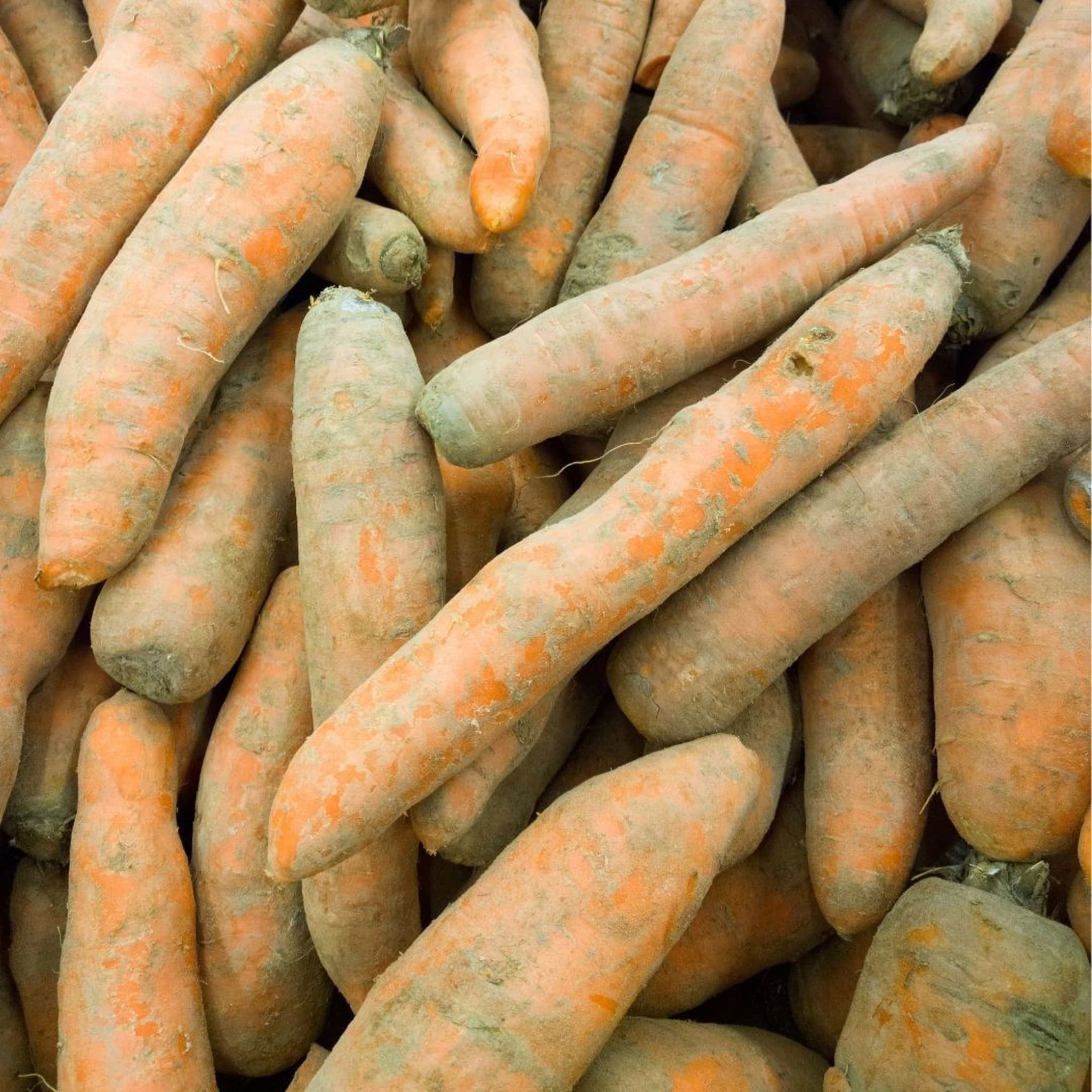 Organic Dirty Carrots
