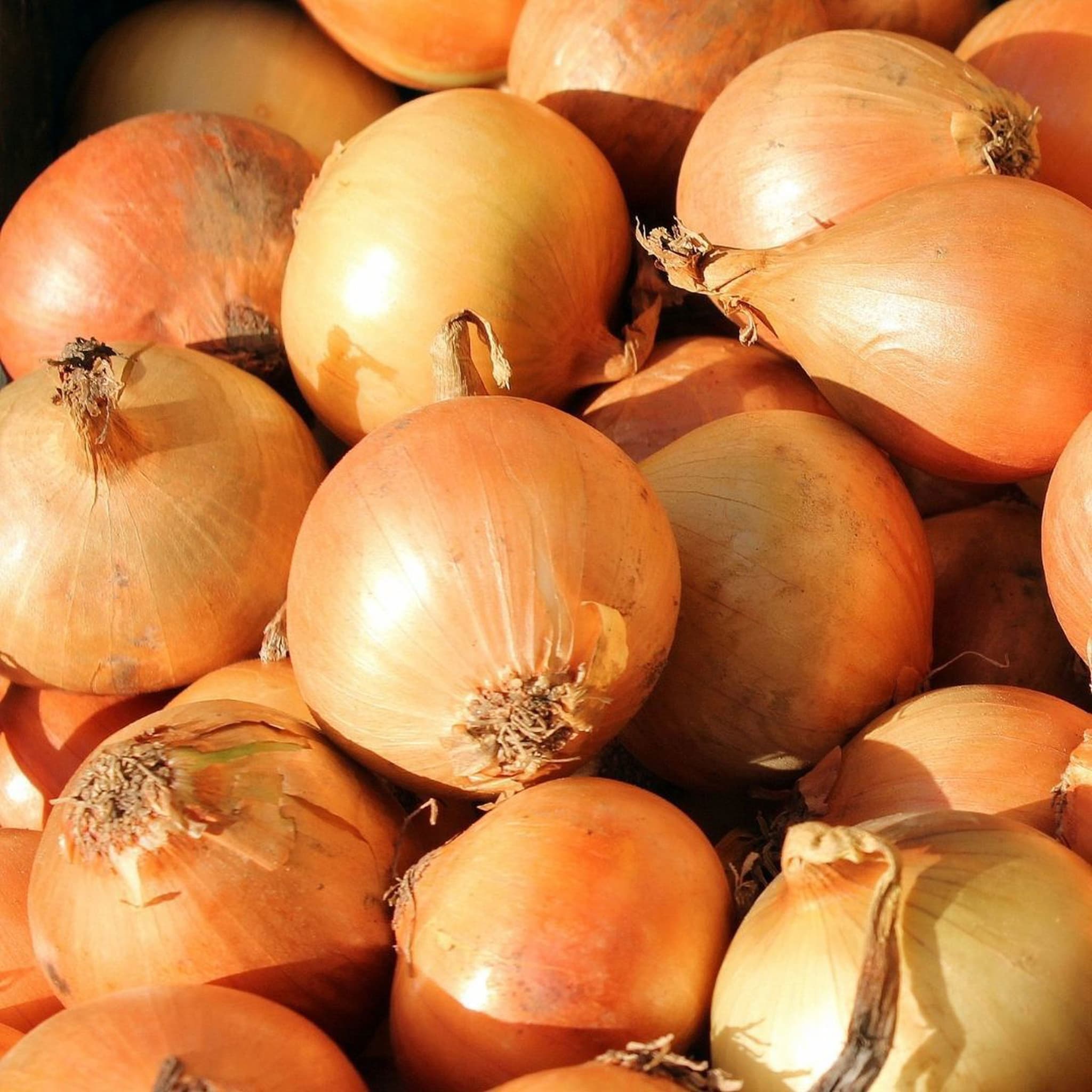 Organic White Onions